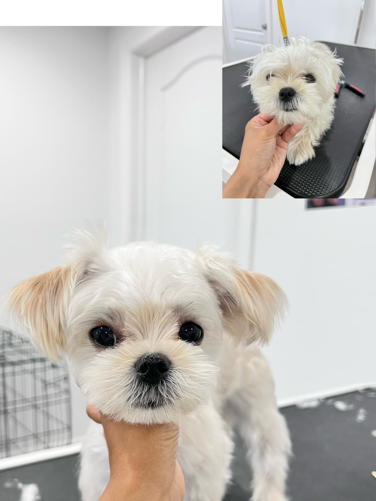 Maltipoo after grooming with a before photo inset.
