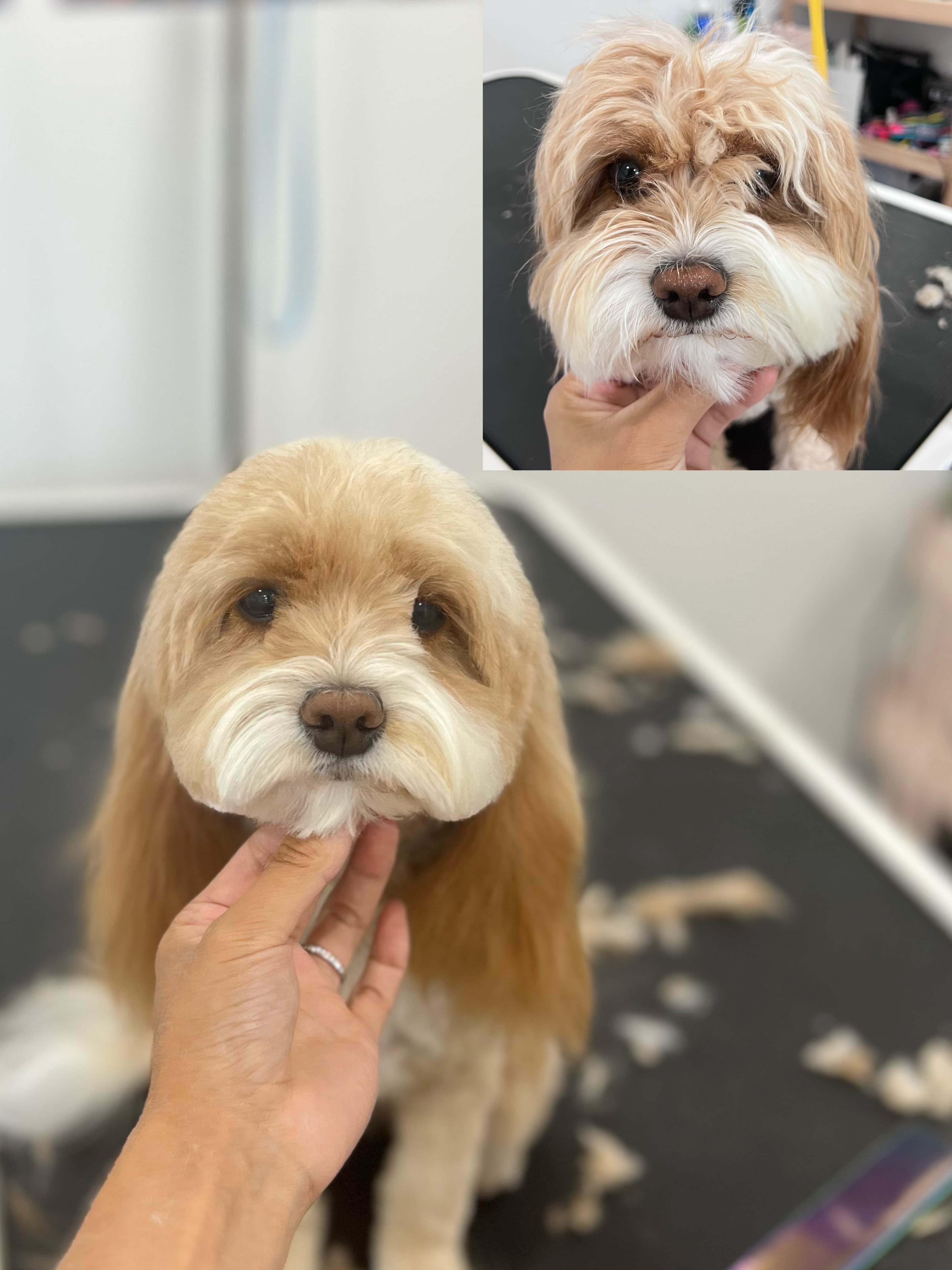 Cavapoo after grooming with a rounded face trim.