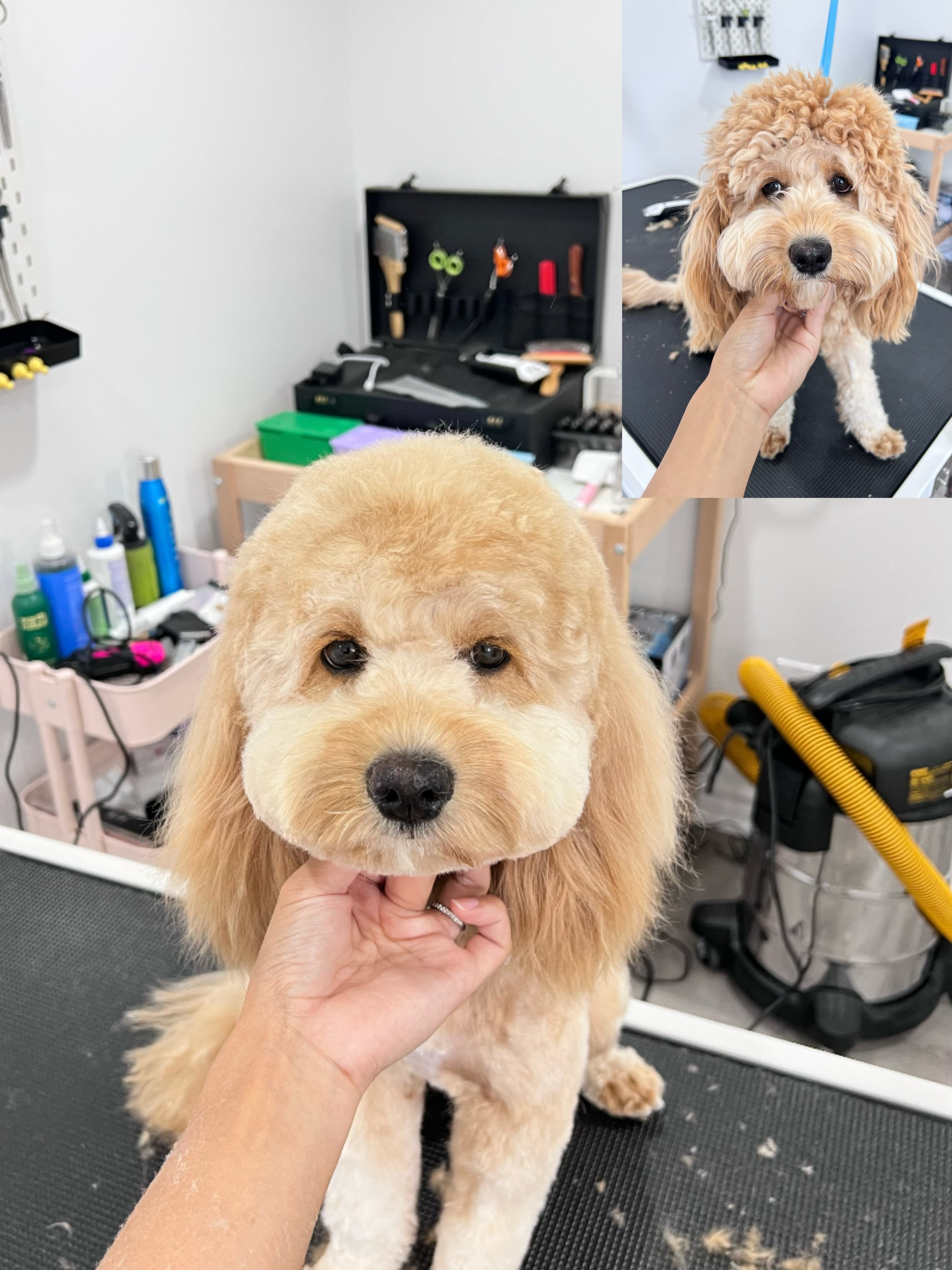 Cream Goldendoodle after grooming with a soft rounded face.