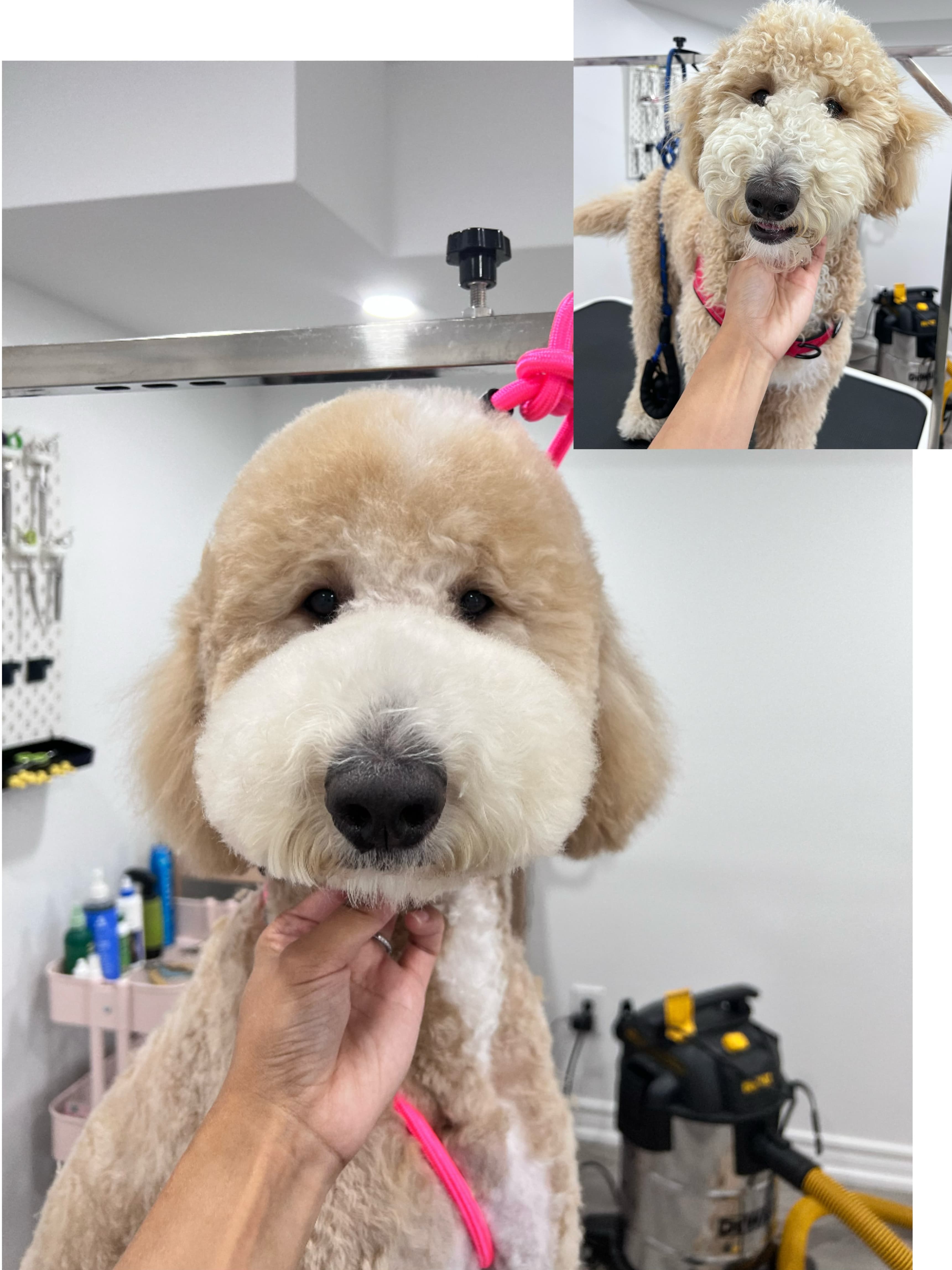 Goldendoodle after grooming with a plush cream face.