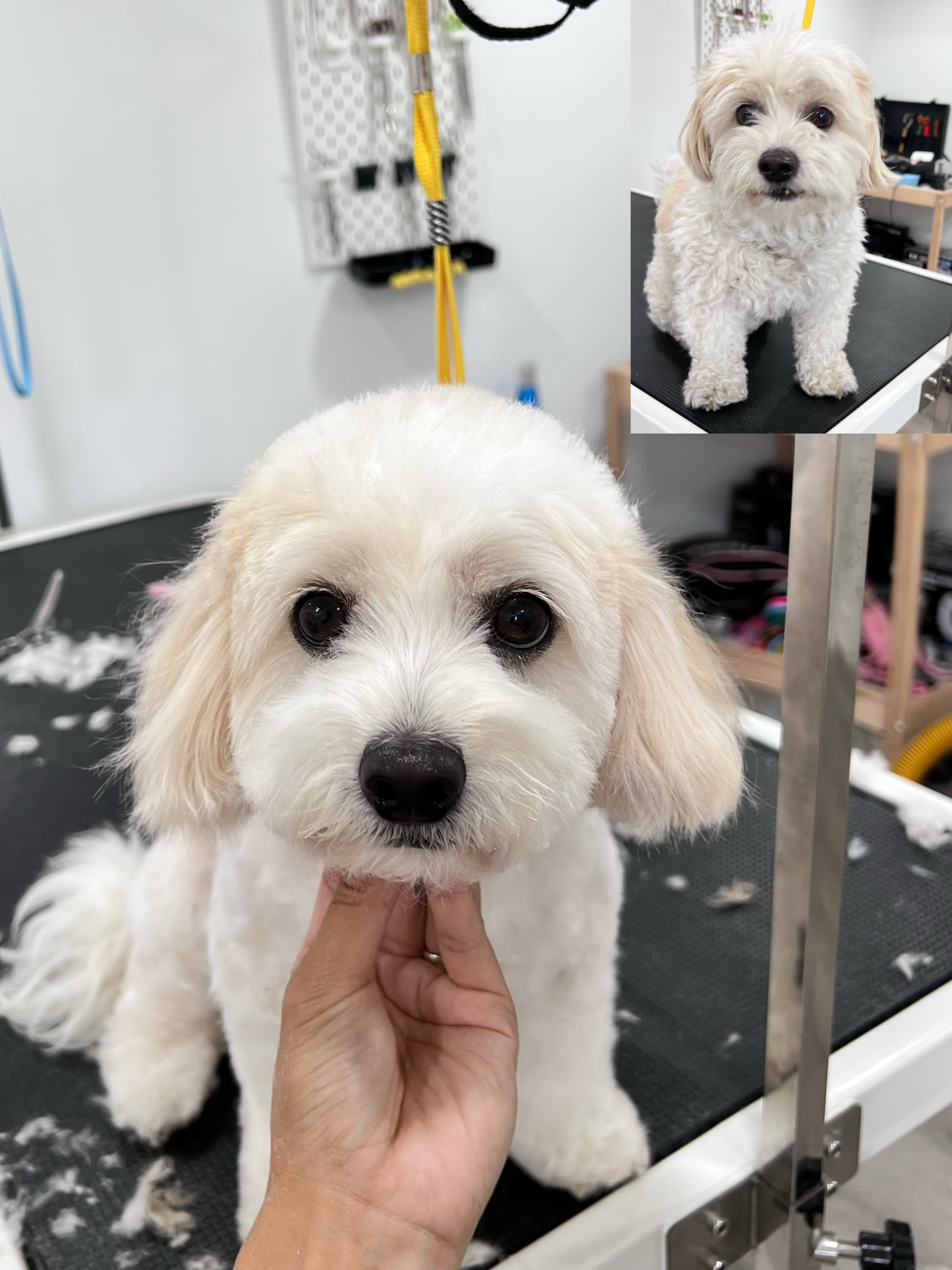 White Maltese after grooming with a neat face trim.
