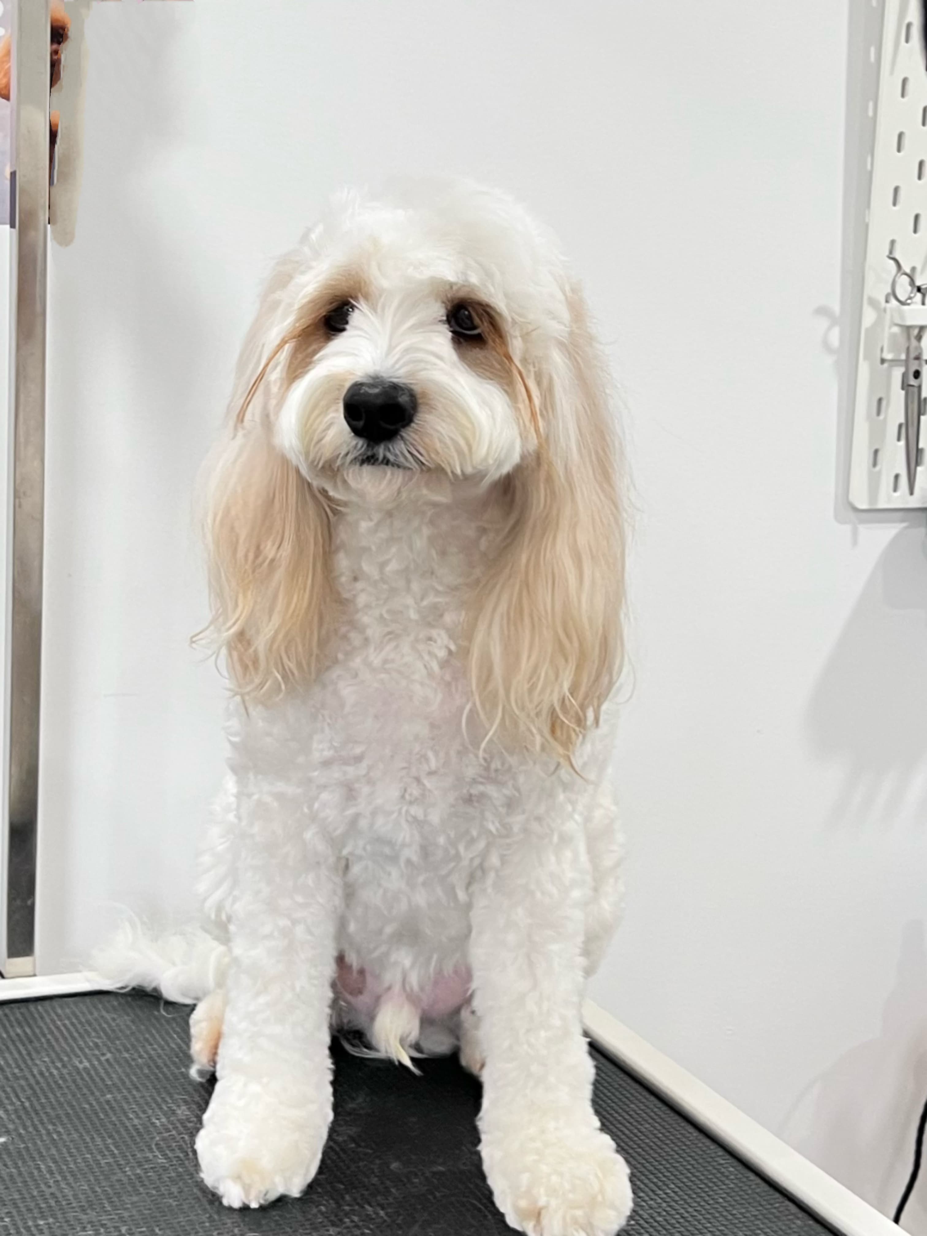 Maltipoo after grooming with a soft cream coat.