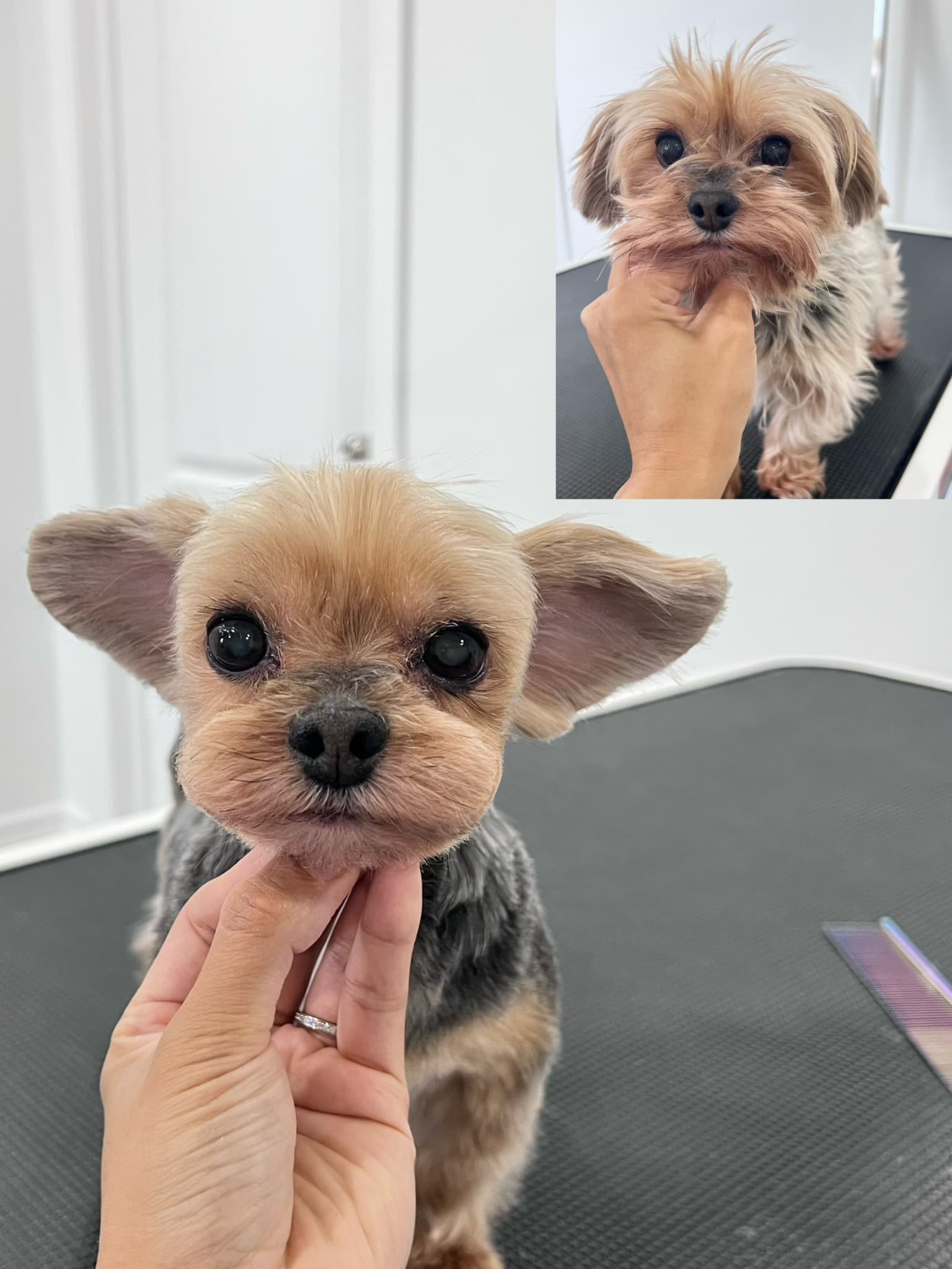 Yorkshire Terrier after grooming with a before photo inset.
