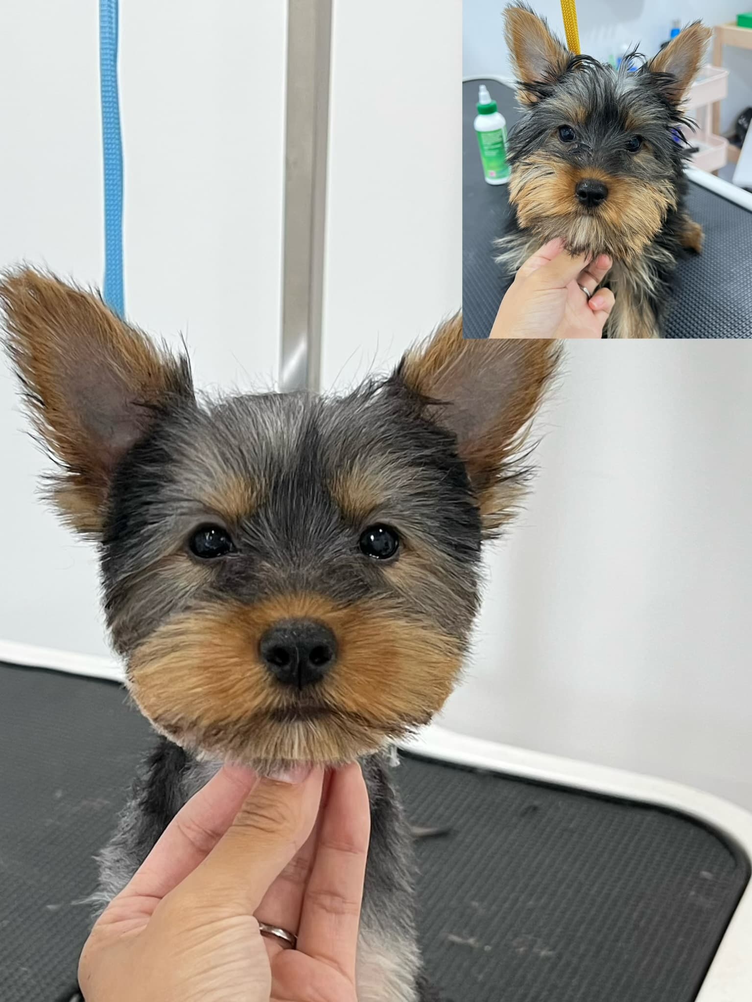 Yorkshire Terrier after grooming with a before photo inset.