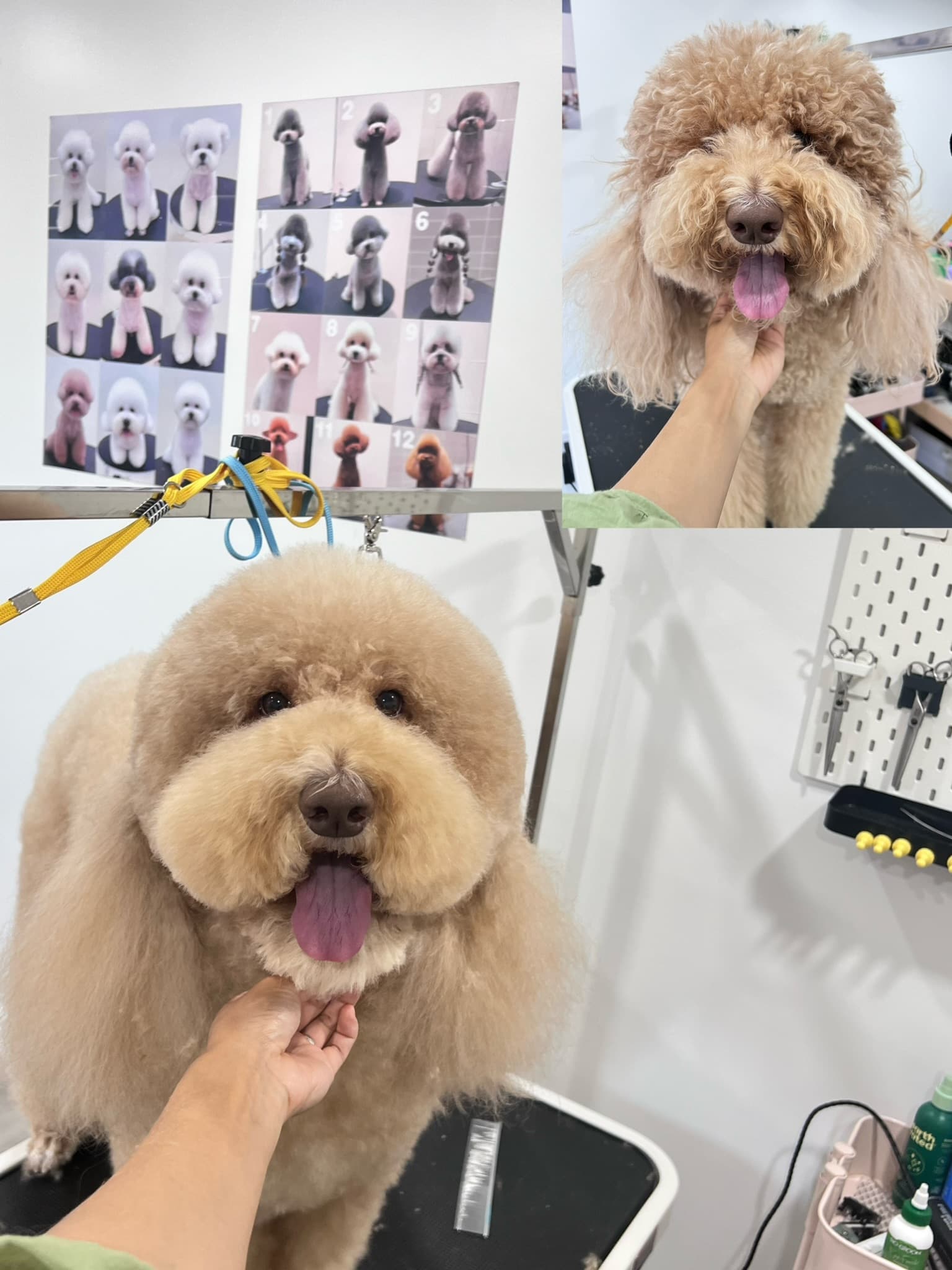Standard Poodle after grooming with a before photo inset.