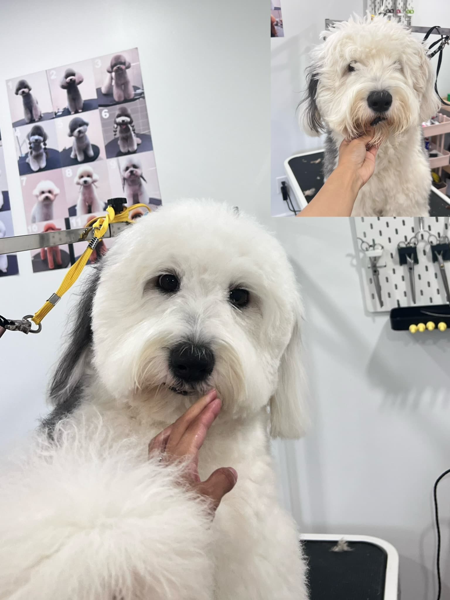 Old English Sheepdog after grooming with a clean, fluffy coat.