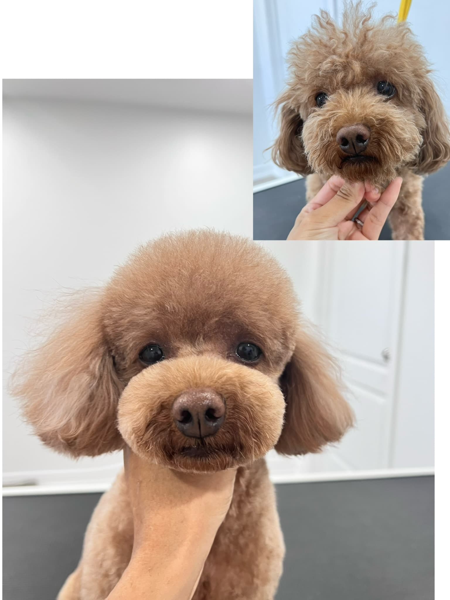 Apricot Poodle after grooming with a before photo inset.