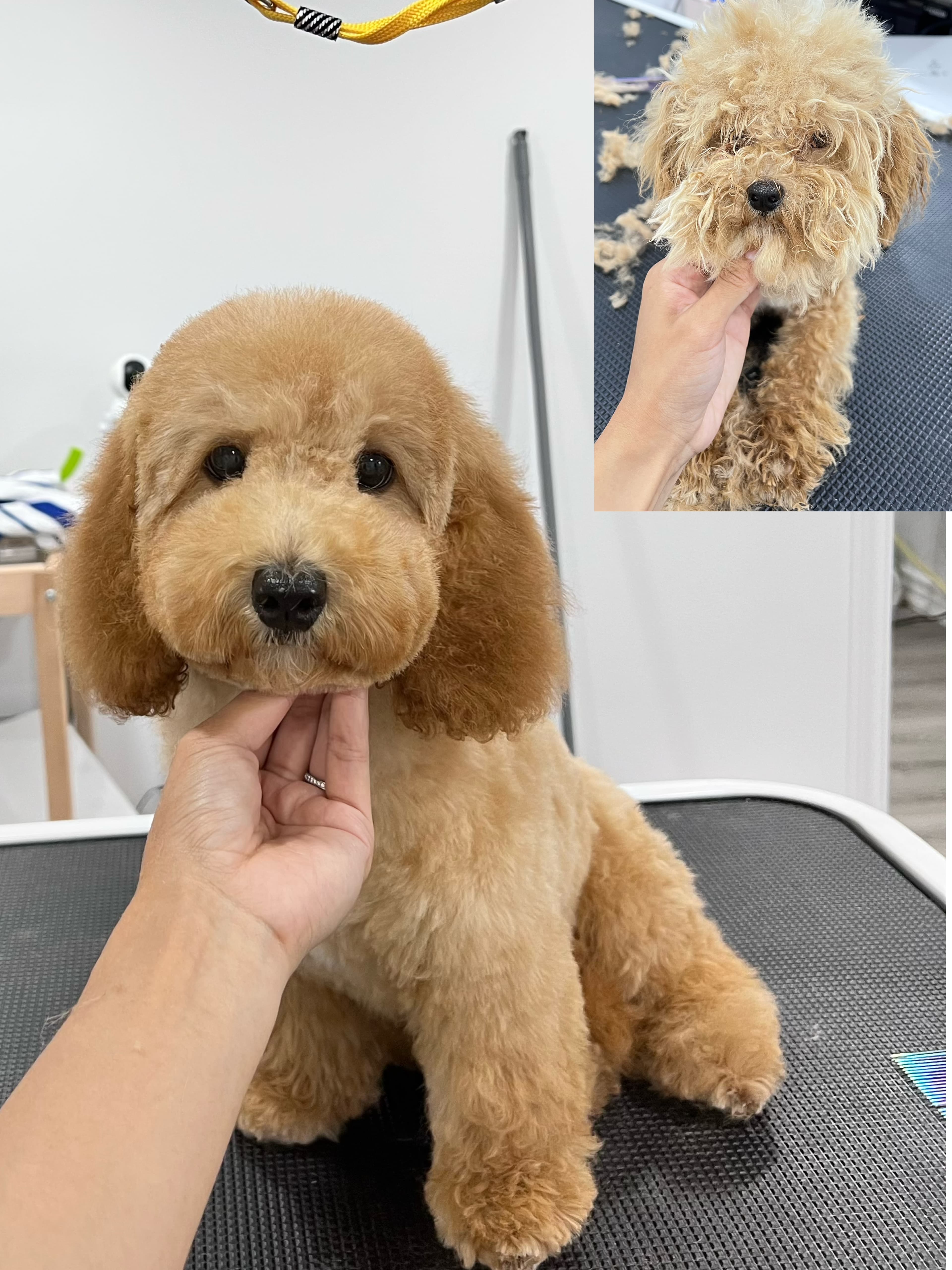 Apricot Toy Poodle after grooming with a clean teddy trim.