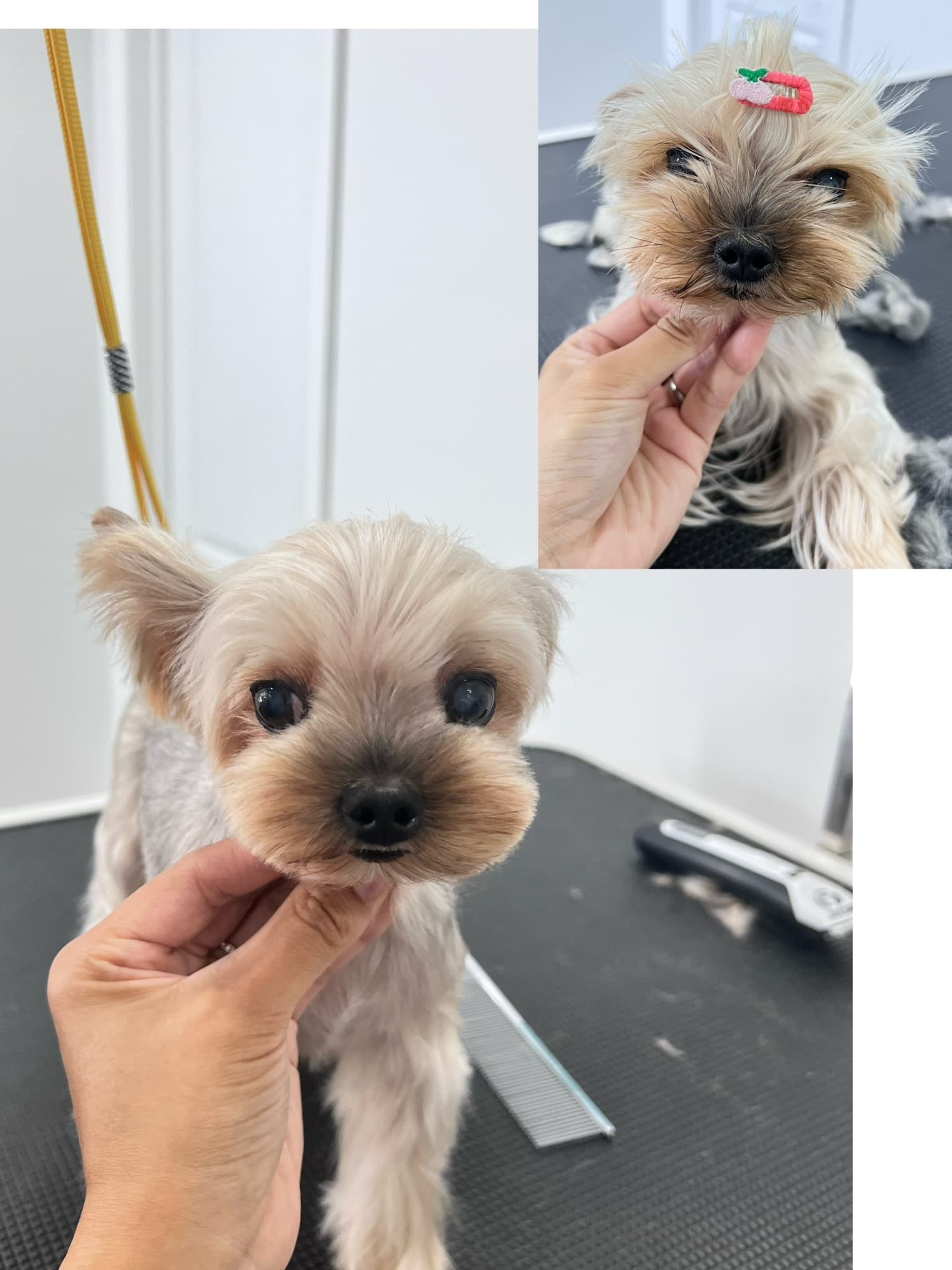 Yorkshire Terrier after grooming with a before photo inset.