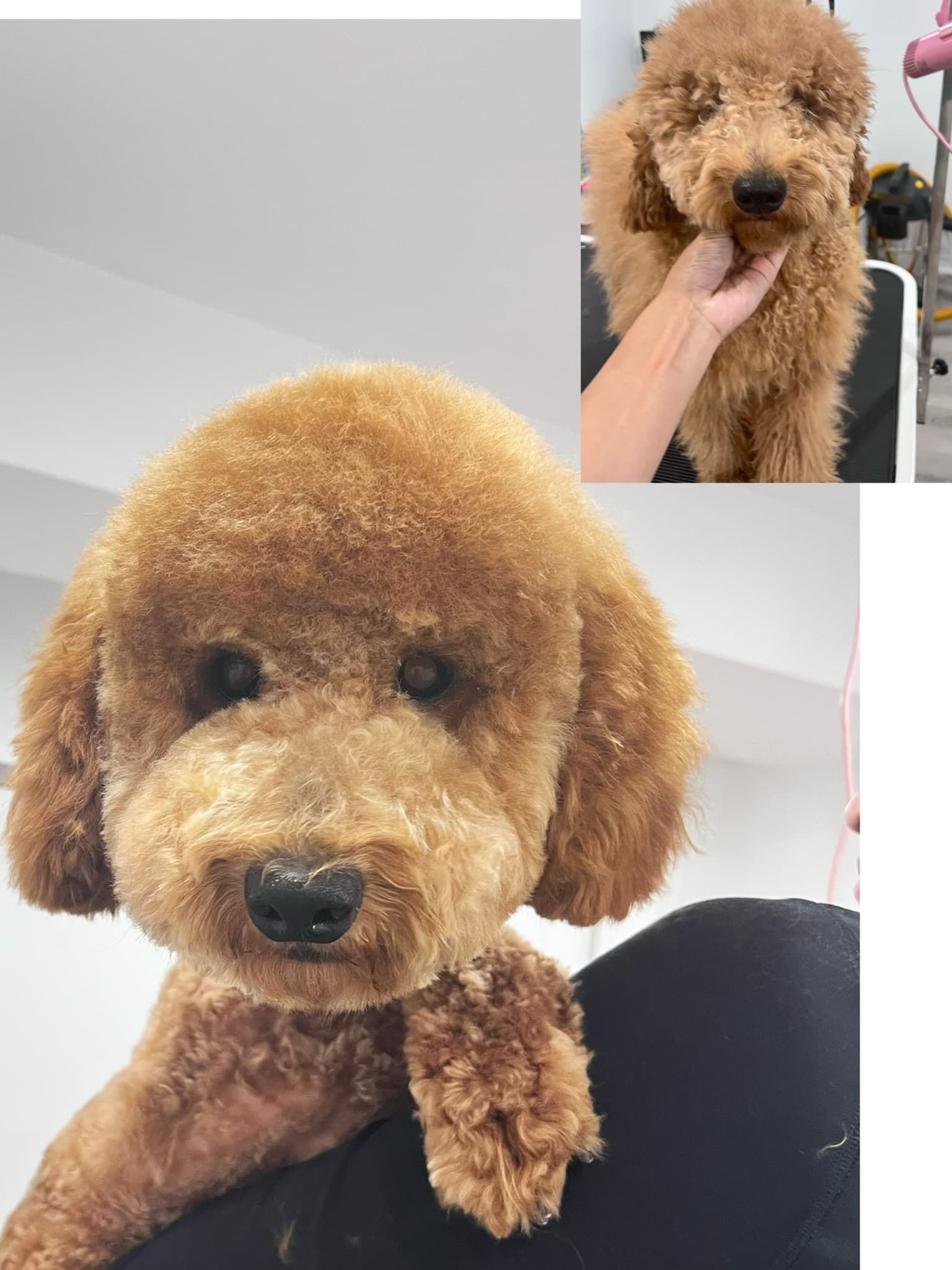 Goldendoodle after grooming with a before photo inset.