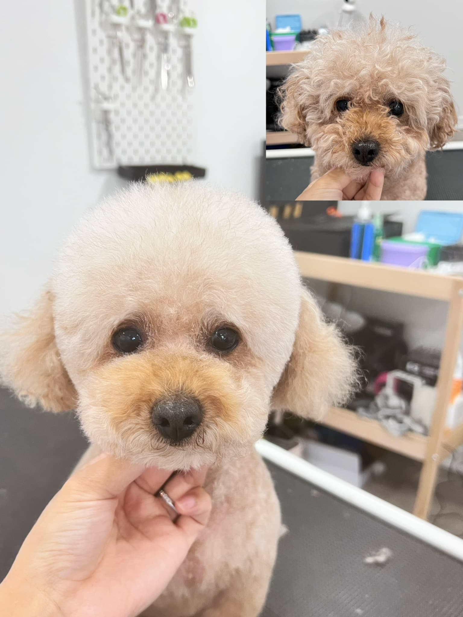 Cream Poodle after grooming with a before photo inset.