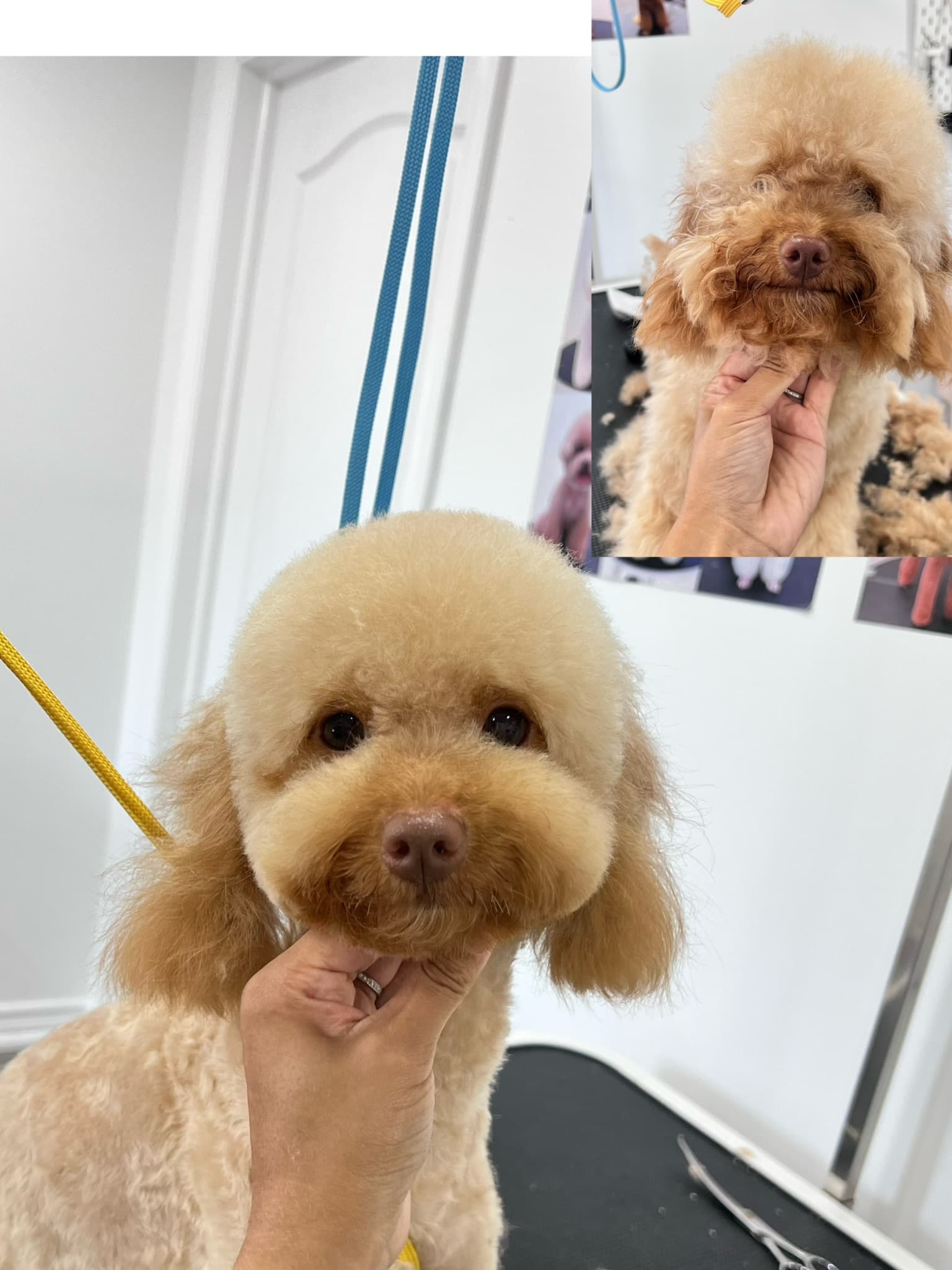 Cockapoo after grooming with a before photo inset.