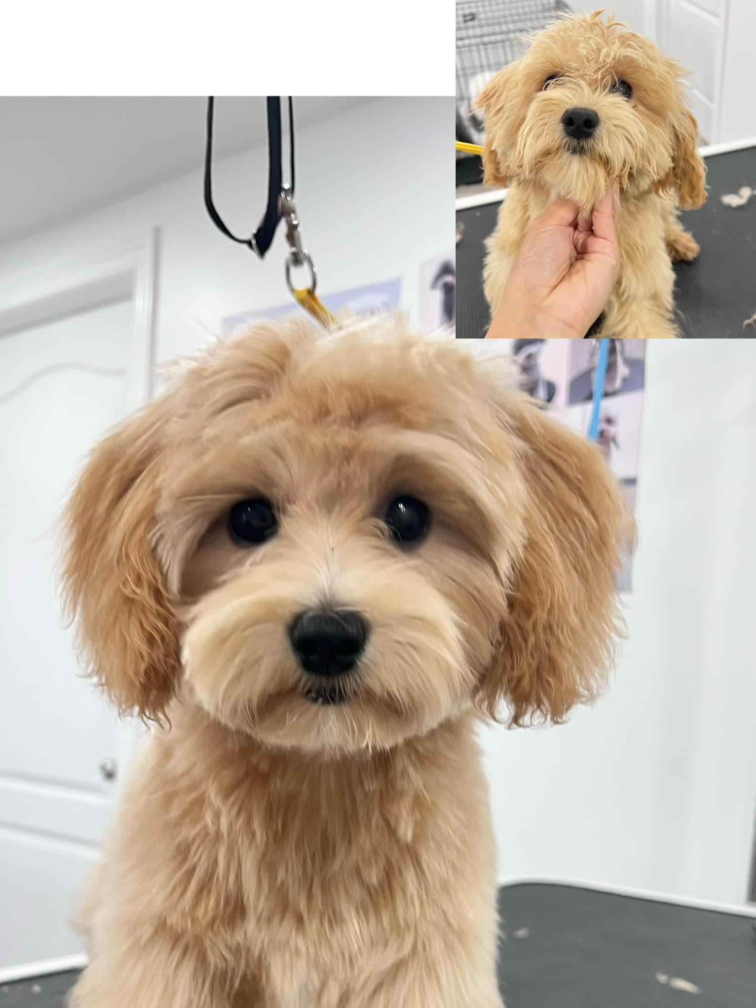 Poodle after grooming with a before photo inset.