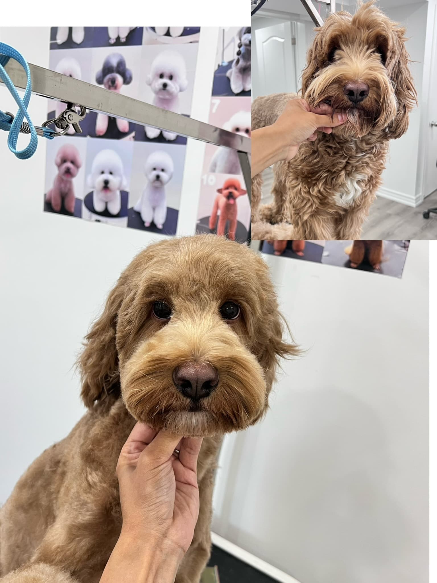 Cockapoo after grooming with a before photo inset.